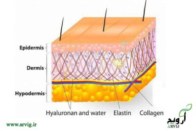 کلاژن ساختار کلاژن در پوست